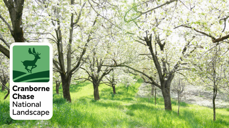Orchard in blossom in bright sunshine
